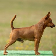 Niespodziewany Kochanek Lichnerowicz Kennel